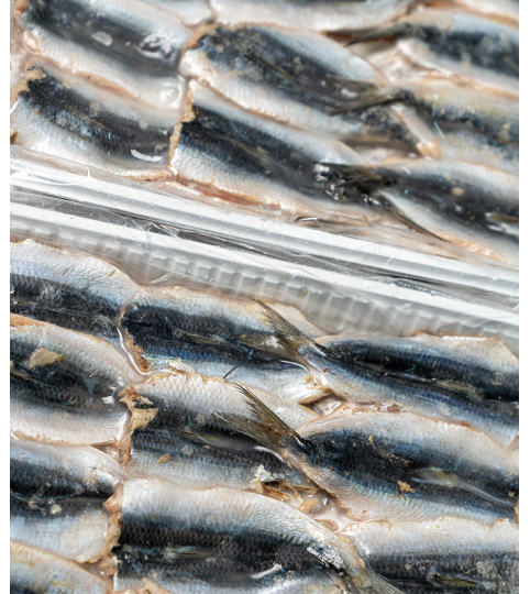 Sardine