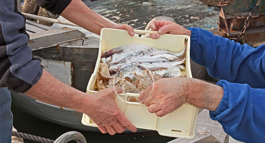 Los cangrejos mediterráneos emergen como nueva fuente de cangrejo pinza azul